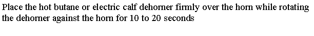 Text Box: Place the hot butane or electric calf dehorner firmly over the horn while rotating the dehorner against the horn for 10 to 20 seconds