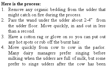 Text Box: Here is the process:Remove any organic bedding from the udder that might catch on fire during the process.Pass the wand under the udder about 2-4”  from the udder floor. Move quickly, in and out in less than a second.Have a cotton rag or glove on so you can put out any hot spots or rub off the burnt hair.Move quickly from cow to cow in the parlor. Many dairy managers prefer singing before milking when the udders are full of milk, but some prefer to singe udders after the cow has been 