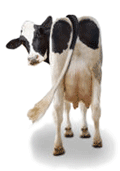 Info Dairy Newsletter