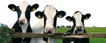 cows at fence