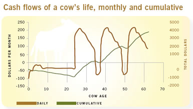 http://dairyherd.com/uploads/culling_chart.jpg