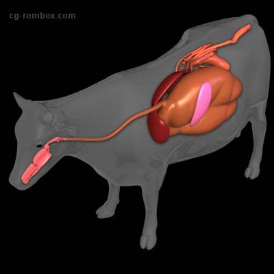 Пищевод собаки. Печень крупного рогатого скота анатомия. Пищеварительный тракт коровы. Топография печени коровы. Анатомия ЖКТ КРС.